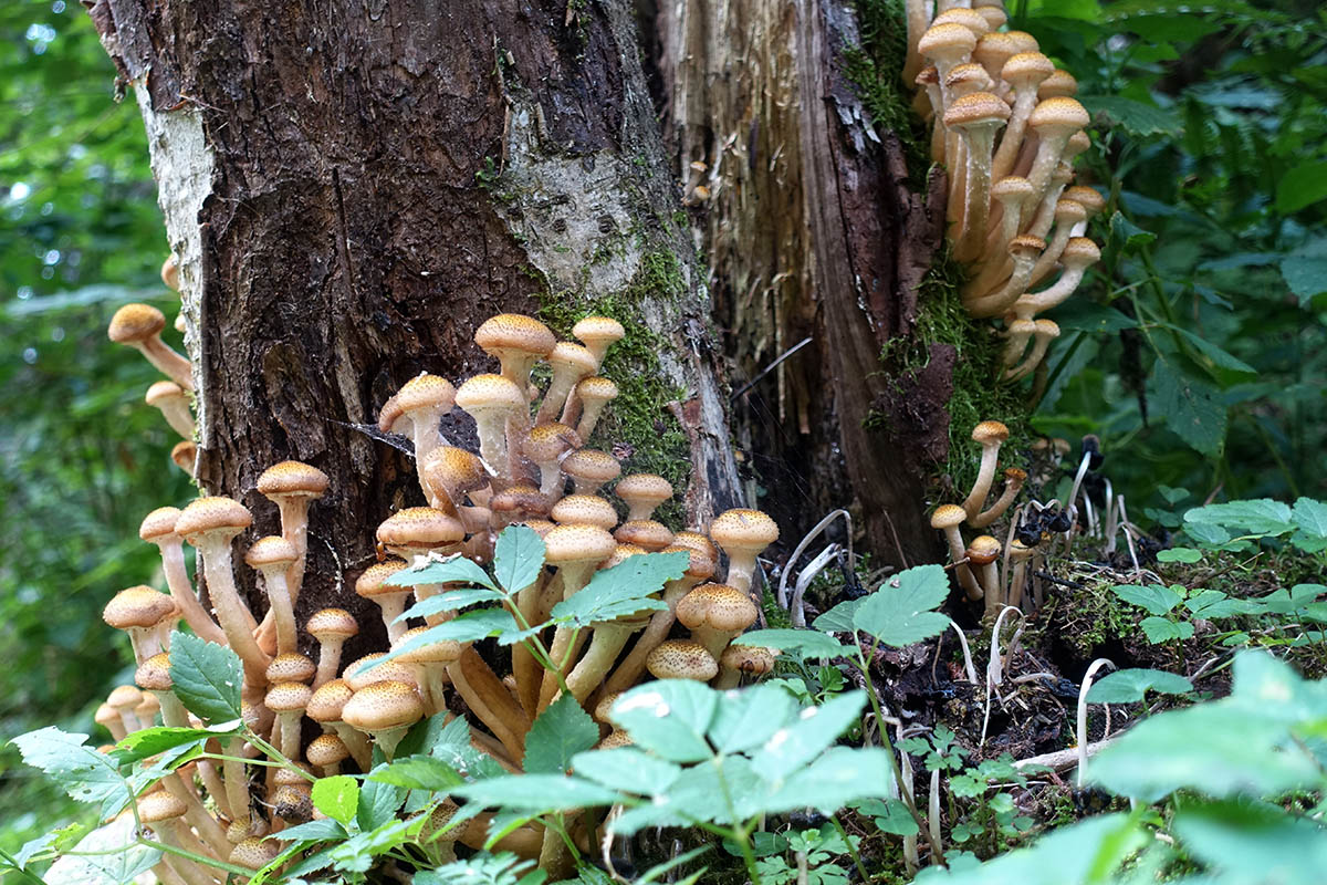 Schadpilze können Sturmschäden forcieren Foto: AdobeStock_etfoto