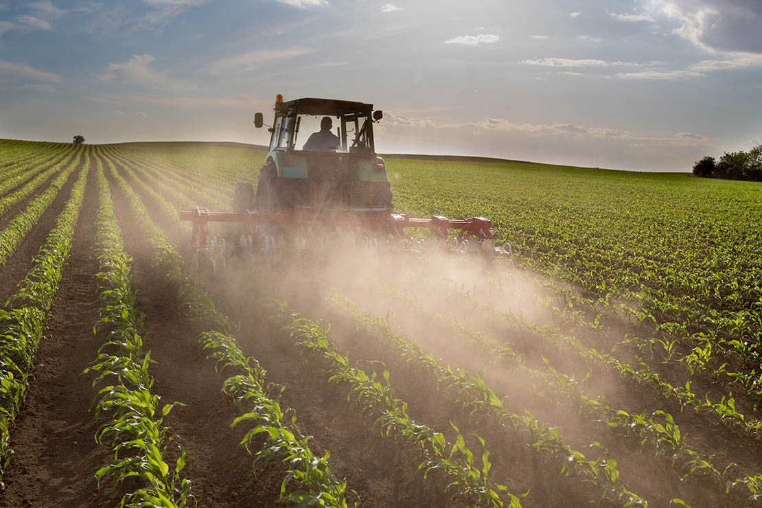 Traktor auf Maisfeld mit jungen, niedrigen Pflanzen entfernt sich vom Betrachter. Pflanzreihen ziehen sich bis zum Horizont. Foto: AdobeStock_Budimir Jevtic