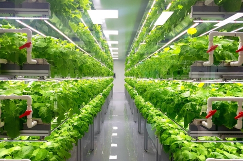 Salatkultur in vertikaler Farm. Foto: AdobeStock_Wirestock