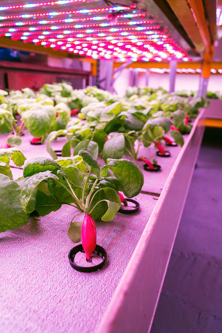Vertical Farming: Radieschen in vertikaler Farm. Foto: AdobeStock_josefkubes
