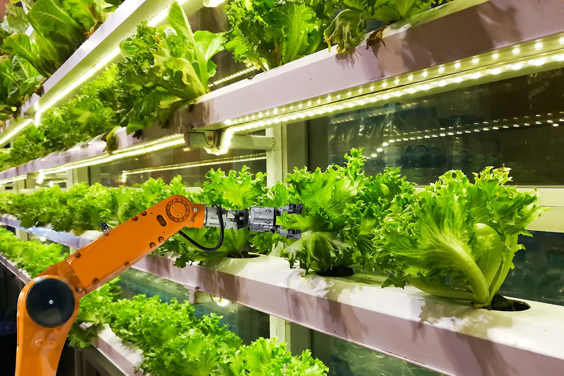 Ein Roboterarm erntet Salat in einer Vertikalen Farm. Foto: AdobeStock_sompong_tom