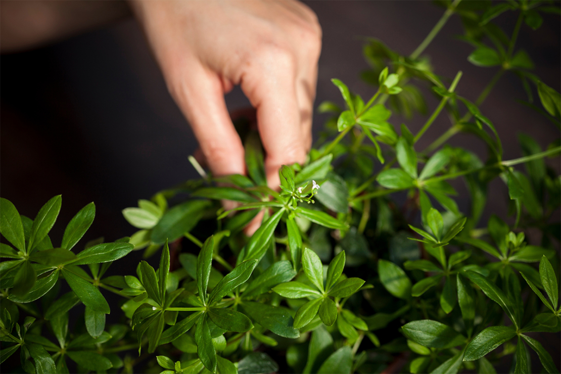 Waldmeister Foto: AdobeStock_Die Stadtgärtner