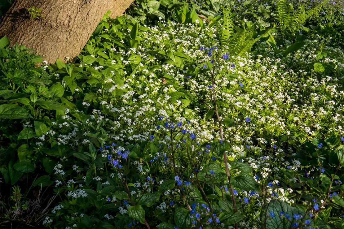 Blühende Wildpflanzen Foto: AdobeStock_Lynda