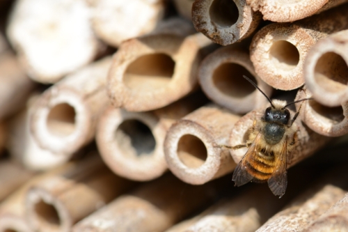 Eine Wildbiene krabbelt an den Öffnungen einer Nisthilfe aus hohlen Stängeln und Halmen entlang.