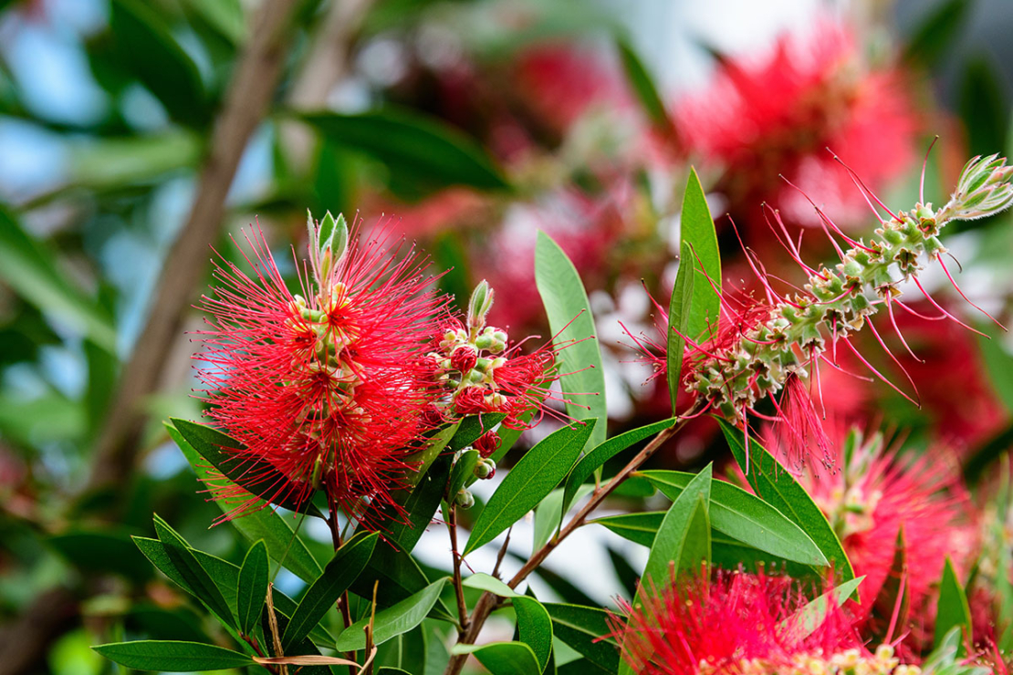 Rote Blüten des Zylinderputzers. Foto: AdobeStock_Cristina Ionescu