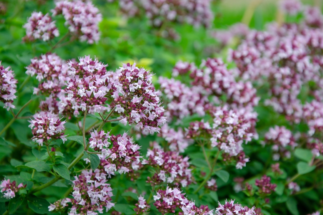 Der Echte Dost (Oregano) zeigt hübsche, rosaviolette Blüten. 