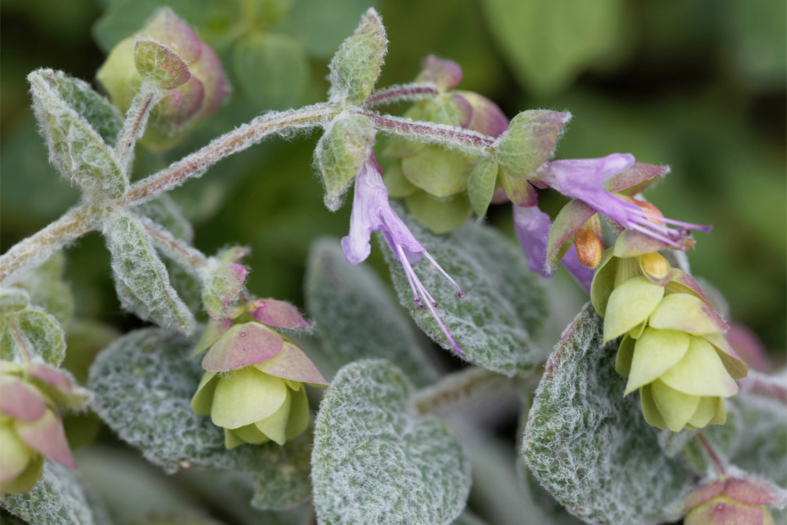 Typisch für den Kreta-Majoran sind seine wolligen, grauweißen Blätter und die hopfenähnlichen Blüten.