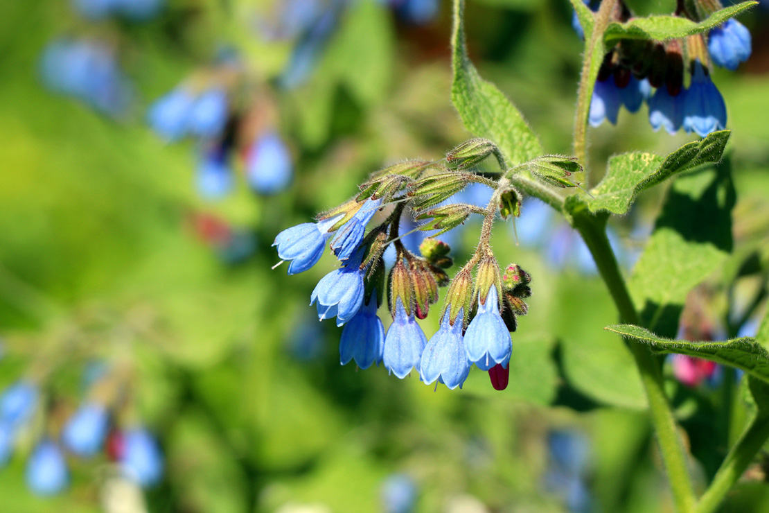 Symphytum azureum zeigt von April bis Mai schmalglockige, blaue Blüten. 