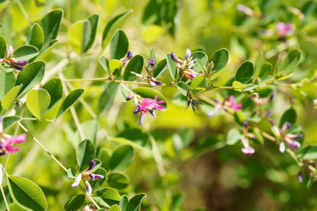 Grüne Triebe mit pinken Schmetterlingsblüten. Foto: AdobeStock_Marc