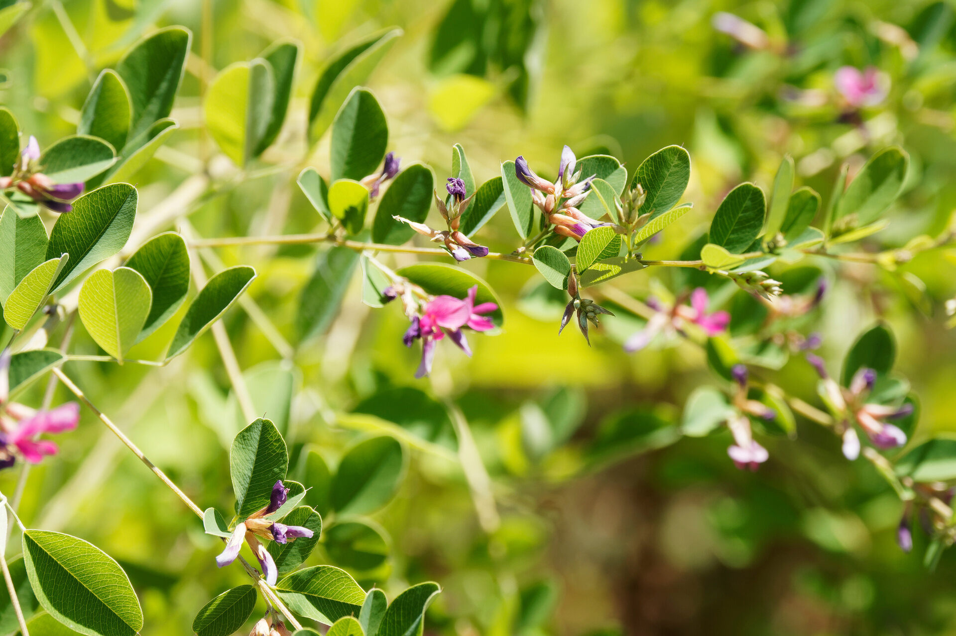 Buschklee So pflanzen und pflegen Sie den Strauch GartenFlora