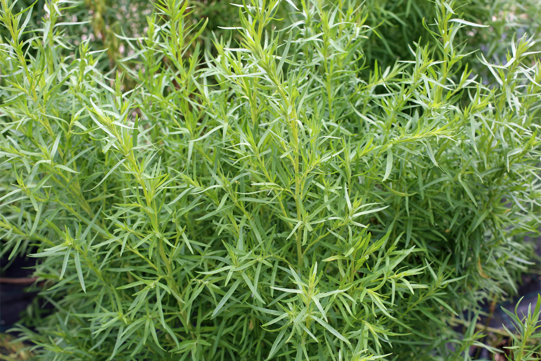 Estragon wächst im Garten buschig und kann daher mit der Zeit recht ausladend werden. 