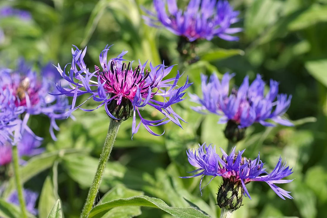 Blau- und violettfarbene Berg-Flockenblumen. Foto: AdobeStock_LianeM