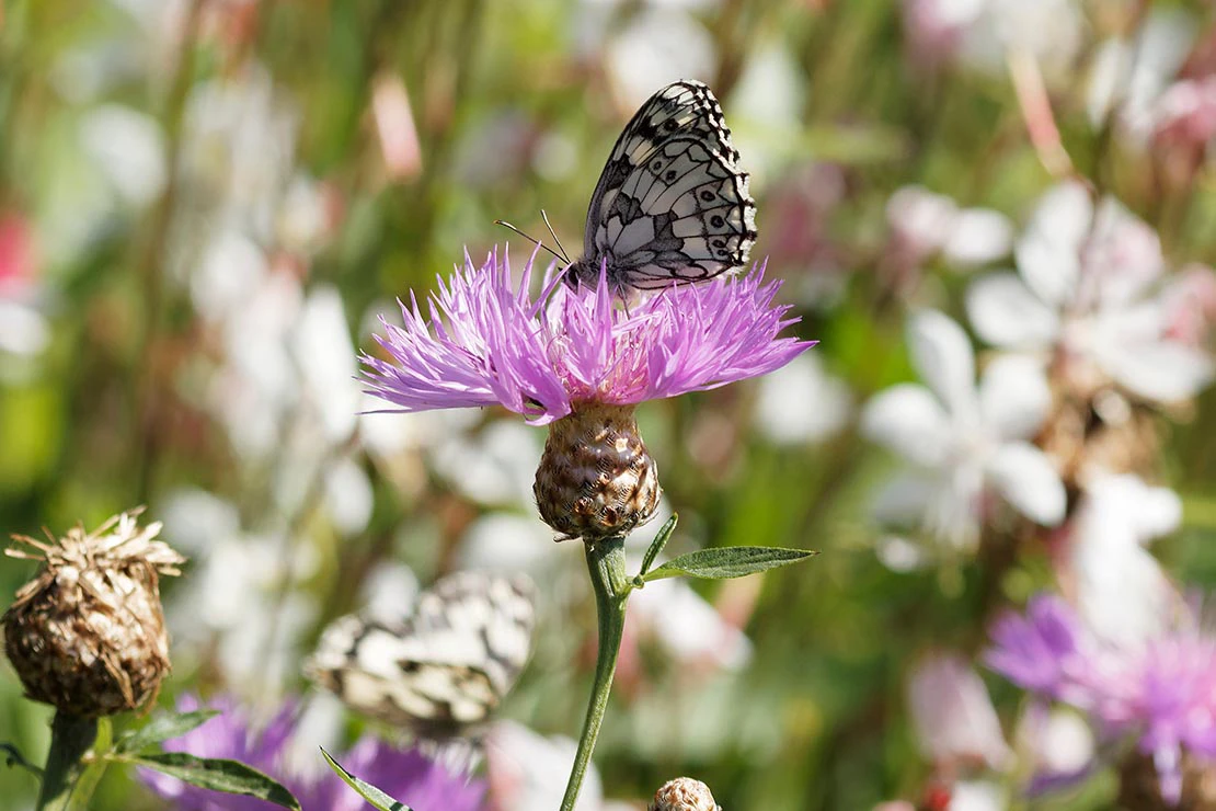 Ein Falter sitzt auf der rosafarbenen Blüte einer Glockenblume. Foto: AdobeStock_Marc