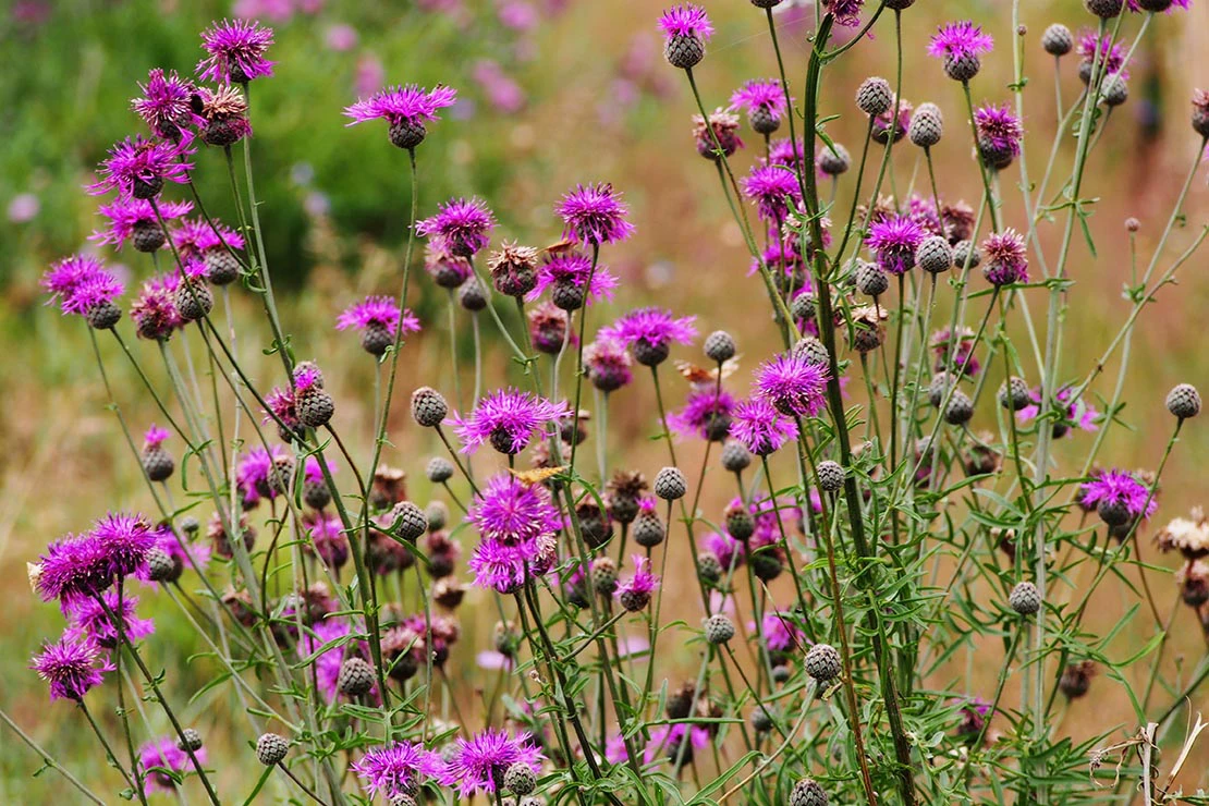 Viele kleine Flockenblumen-Blüten in kräftigem Pinkton. Der Hintergrund ist unscharf und zeigt eine bräunliche Wiese mit längerem Gras, links hinten ist ein Busch zu erkennen. Foto: AdobeStock_gratysanna