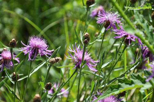 Violettfarbene Blüten der Flockenblume. Foto: AdobeStock_orestligetka