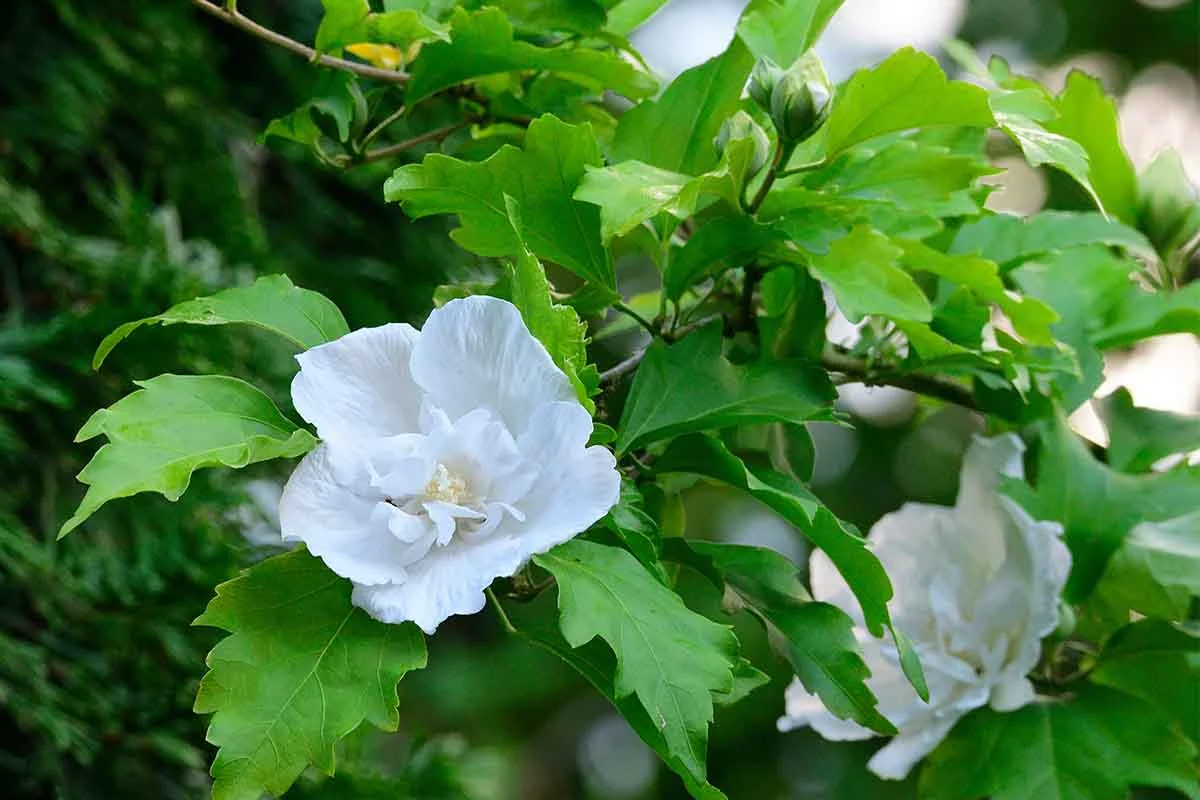 Strahlend weisser Hibiskus [Foto: AdobeStock_Karin Jähne]