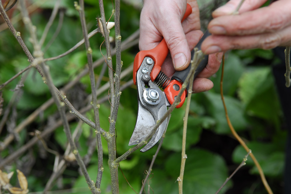 Durch einen regelmäßigen Schnitt bleibt der Gartenhibiskus wüchsig.