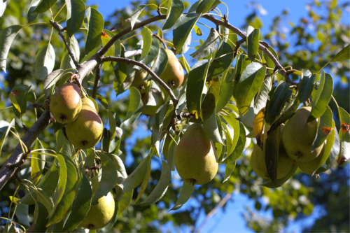 Reife Birnen am Baum. Foto: AdobeStock_Ivan