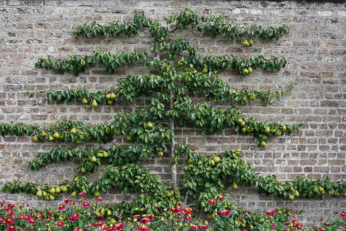 Birnenspalier vor Backsteinwand. Foto: AdobeStock_noel