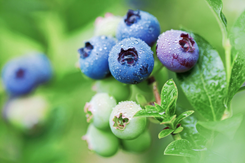 Unreife und reife Heidelbeeren an einem Strauch. Foto: AdobeStock_juliasudnitskaya