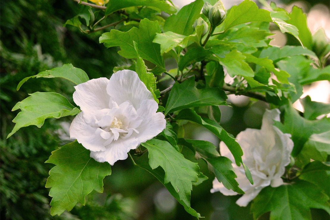 ‘White Chiffon’ ist eine aparte Sorte mit weißen, halb gefüllten Blüten. 