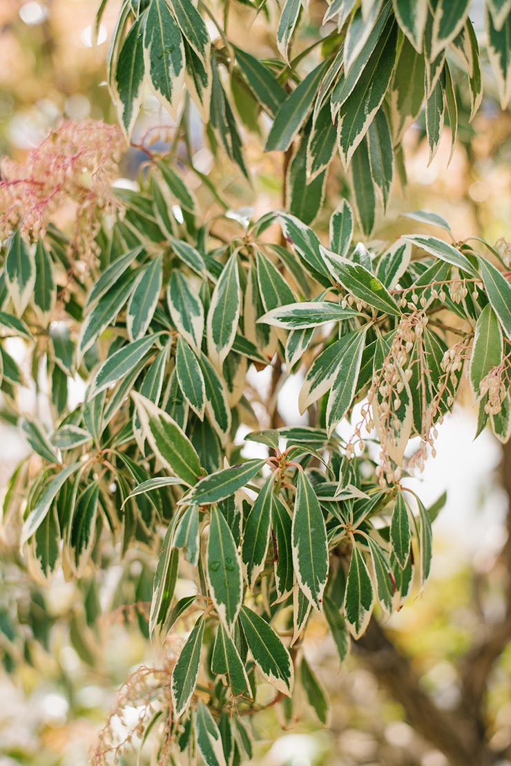 Weiß-grün panaschierte Blätter einer Lavendelheide. Foto: AdobeStock_Sunshine