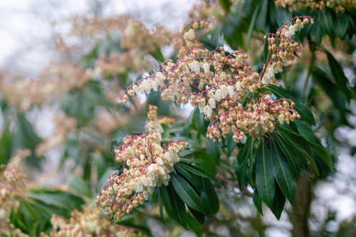 Blühende Japanische Lavendelheide. Foto: AdobeStock_agephotography