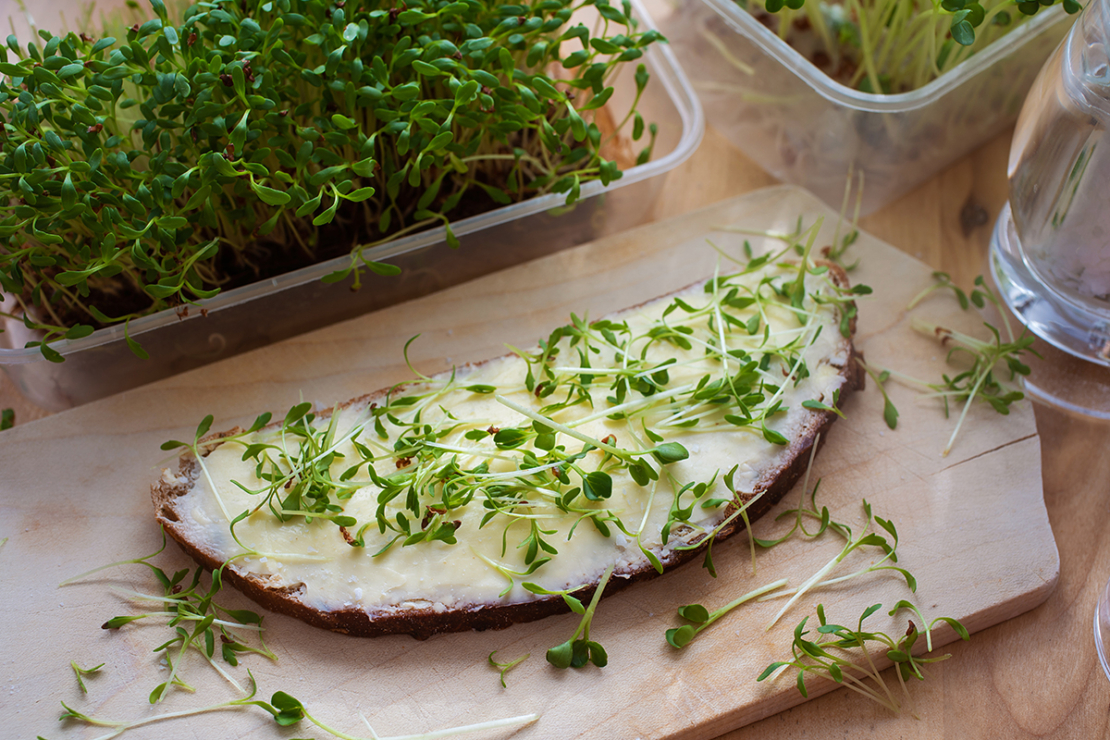 Kresseeier liefern frischen Brotbelag Foto: AdobeStock_Babsi_w