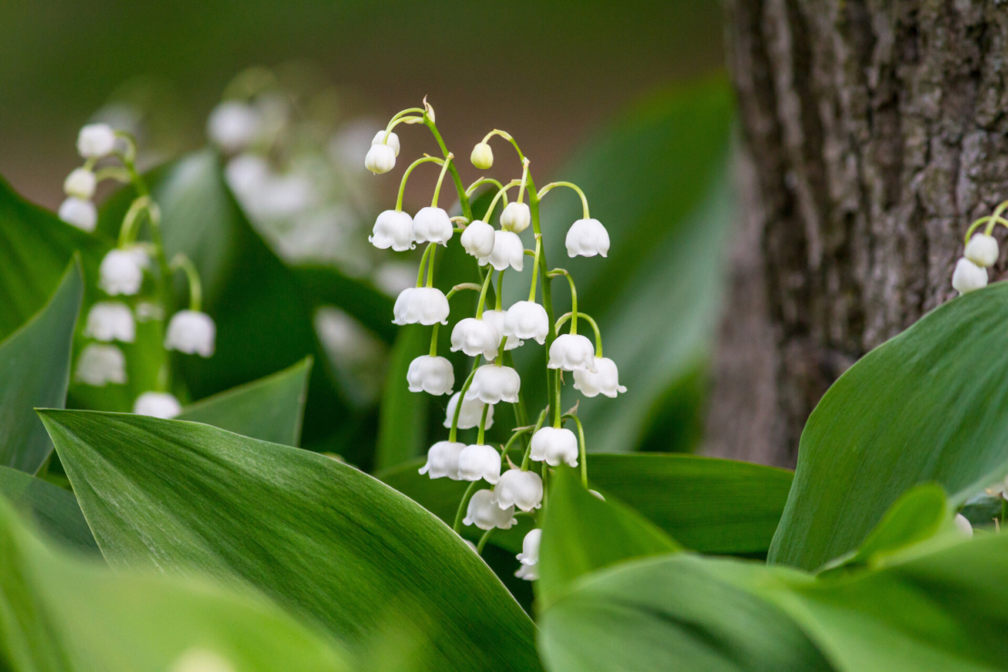 Weißblühende Maiglöckchen wachsen vor einem Baumstamm. Foto: AdobeStock_rustamank