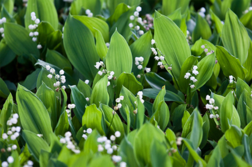 Blühende Maiglöckchen. Foto: AdobeStock_Lorerock81