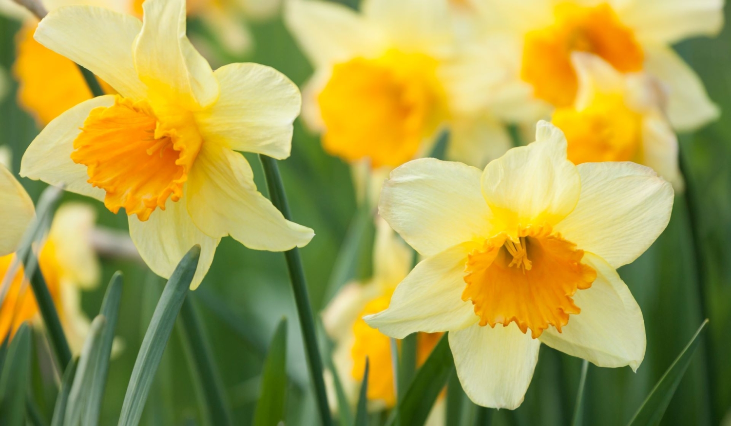 Narzissen im Herbst pflanzen für Frühlingsfreude GartenFlora