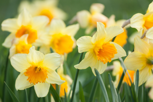 Gelbe Narzissenblüten in der Nahaufnahme. Foto: AdobeStock_altocumulus