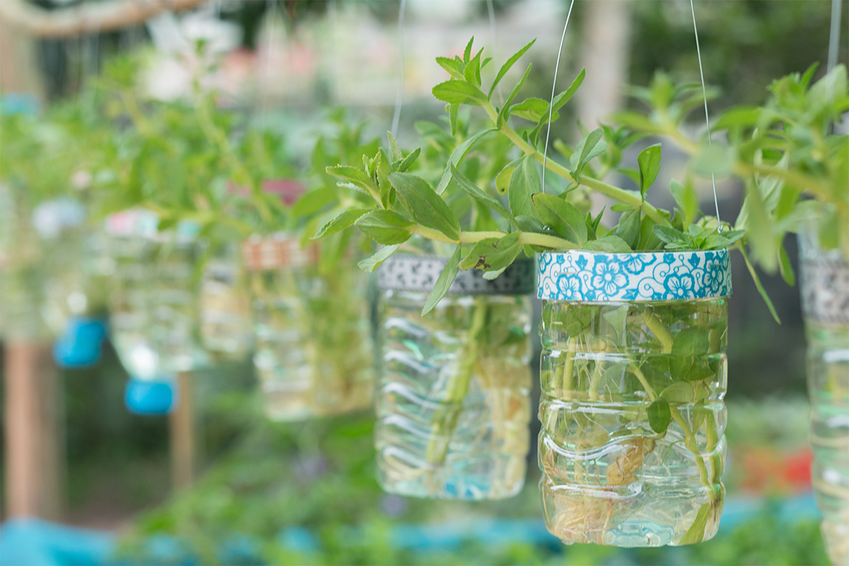 Regrowing und Upcycling in einem Foto: AdobeStock_taira42