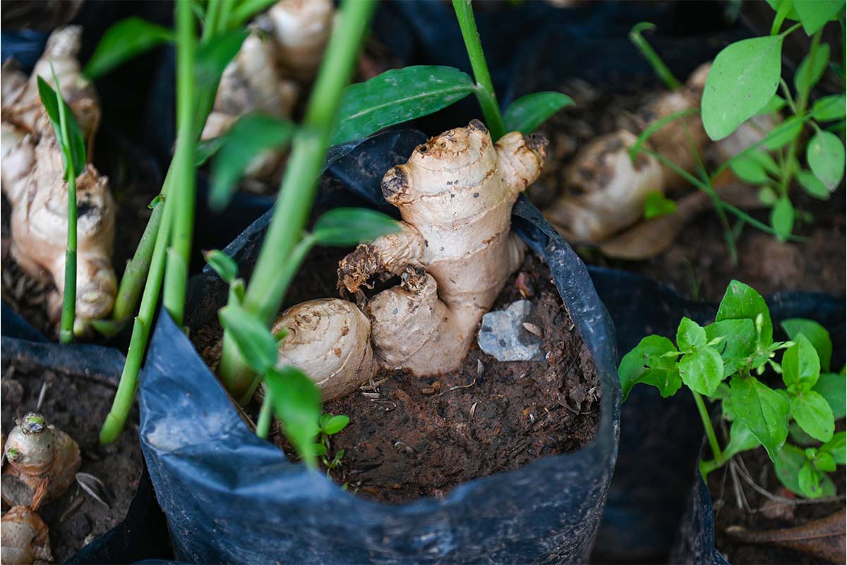 Regrowing mit Ingwer – Triebe kommen aus Rhizomen in einer Pflanztasche voller Erde [Foto: AdobeStock_Bigc Studio]