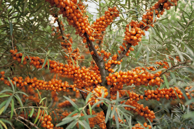 Sanddorn im Garten Richtig pflanzen und pflegen GartenFlora