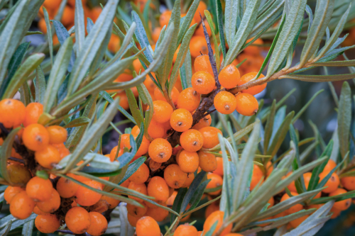 Sanddorn im Garten Richtig pflanzen und pflegen GartenFlora