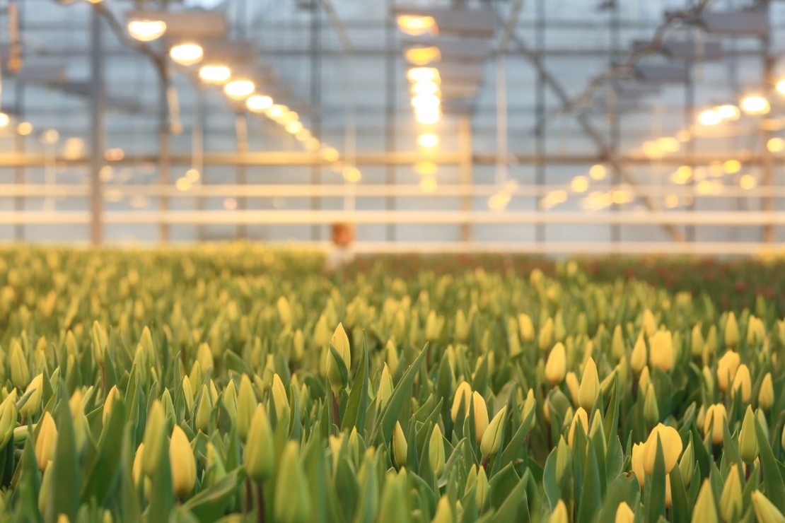 Tulpen mit gelben, noch fast geschlossenen Blütenkelchen, unter künstlichem Licht in einem Gewächshaus