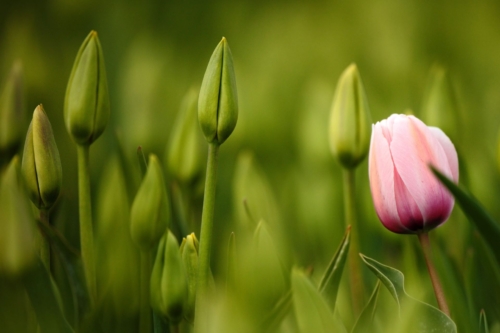 Einerosafarbene Tulpenblüte zwischen grünen, geschlossenen Tulpenknospen