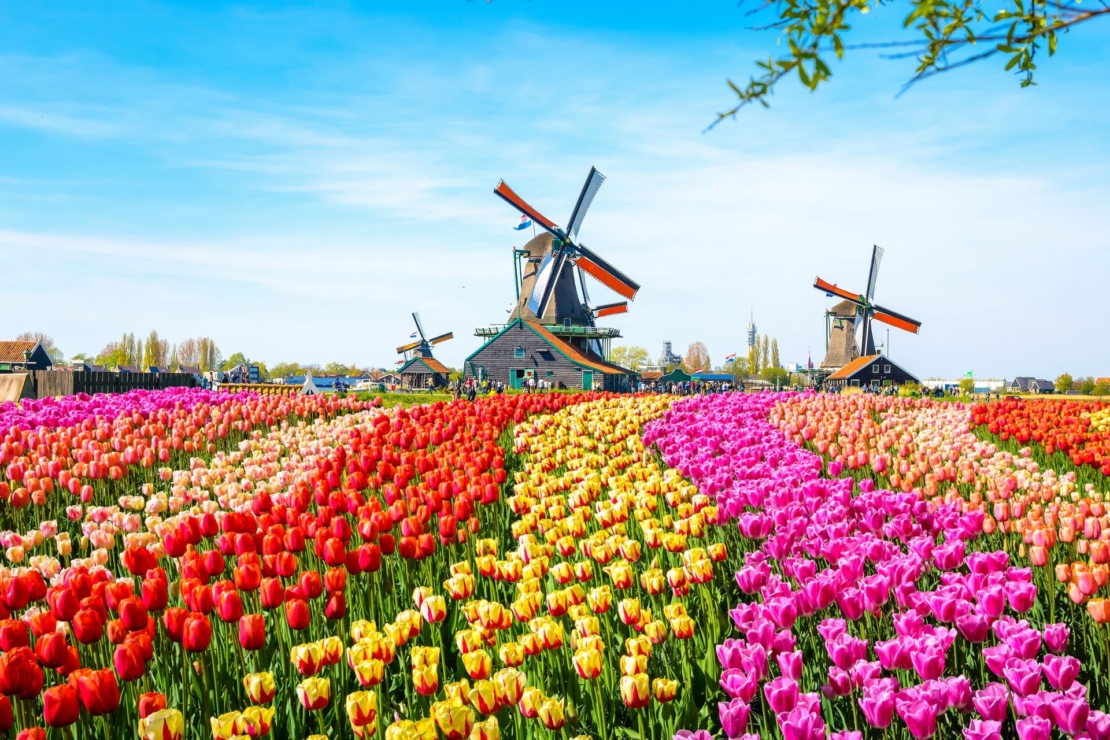 Bunte Tulpenfelder in den Niederlanden, im Hintergrund am Horizont Windmühlen vor blauem Himmel.