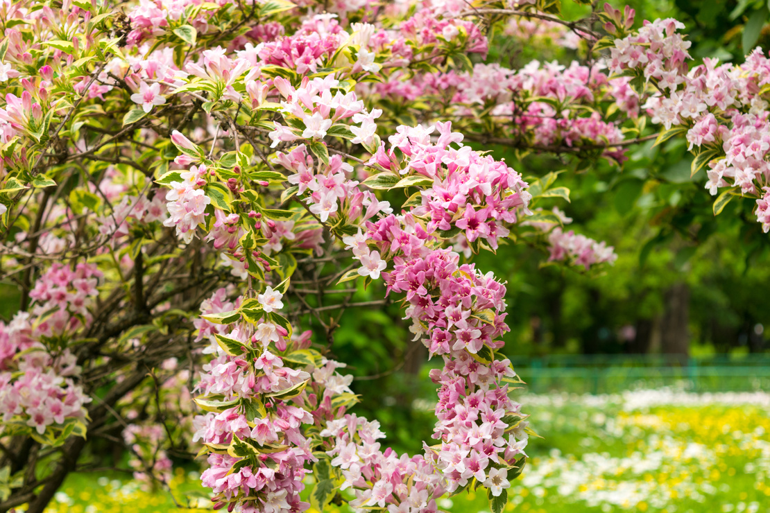 Pinkblühende Weigelie mit gelb-grün-panaschiertem Laub. Foto: AdobeStock_Florin