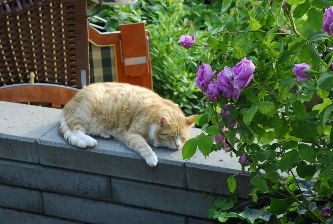 Katze auf Gartenmauer - entspannt dank Zeckenschutz