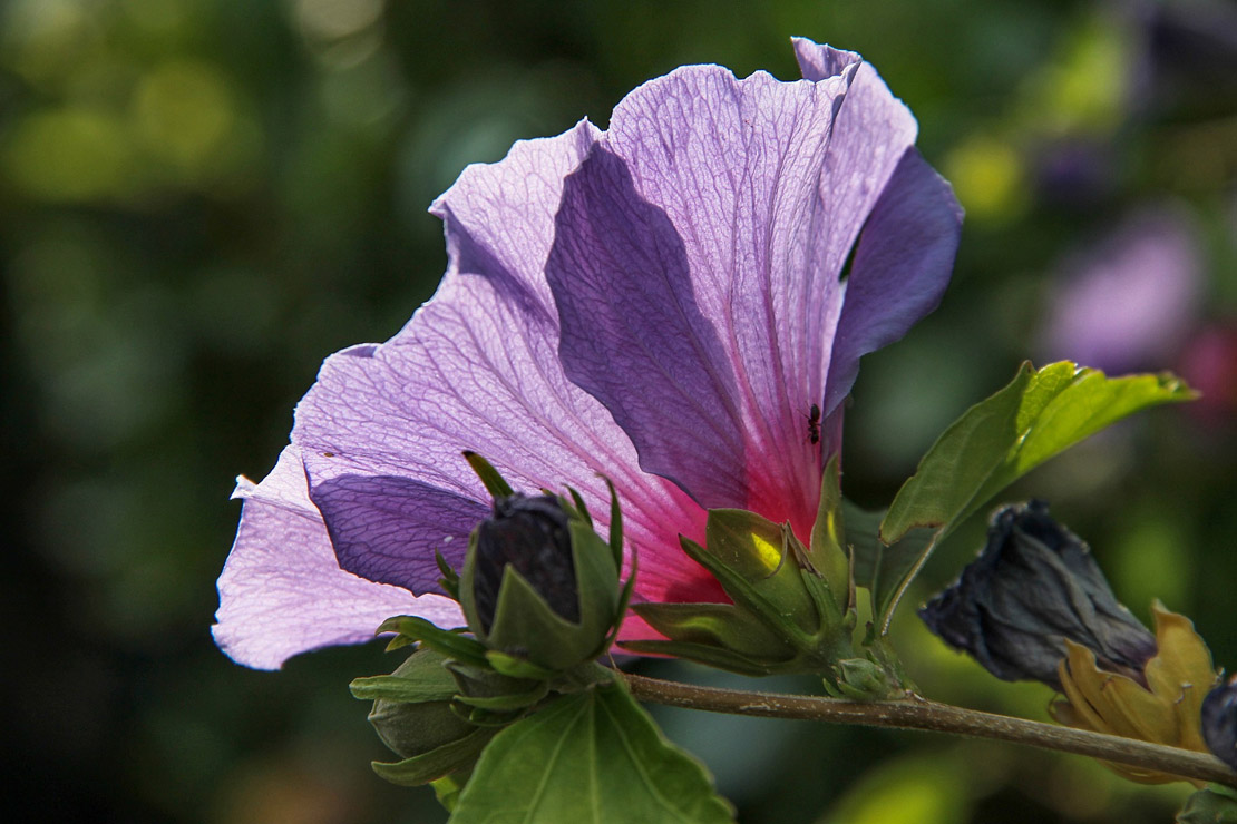 Hibiskusblüten sind nicht nur dekorativ, sondern auch für den Verzehr geeignet. 