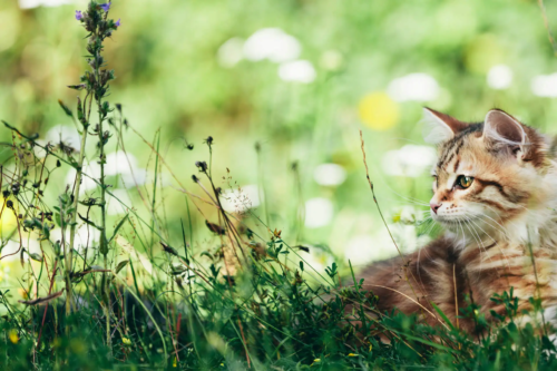 Katze liegt auf einer Wiese.