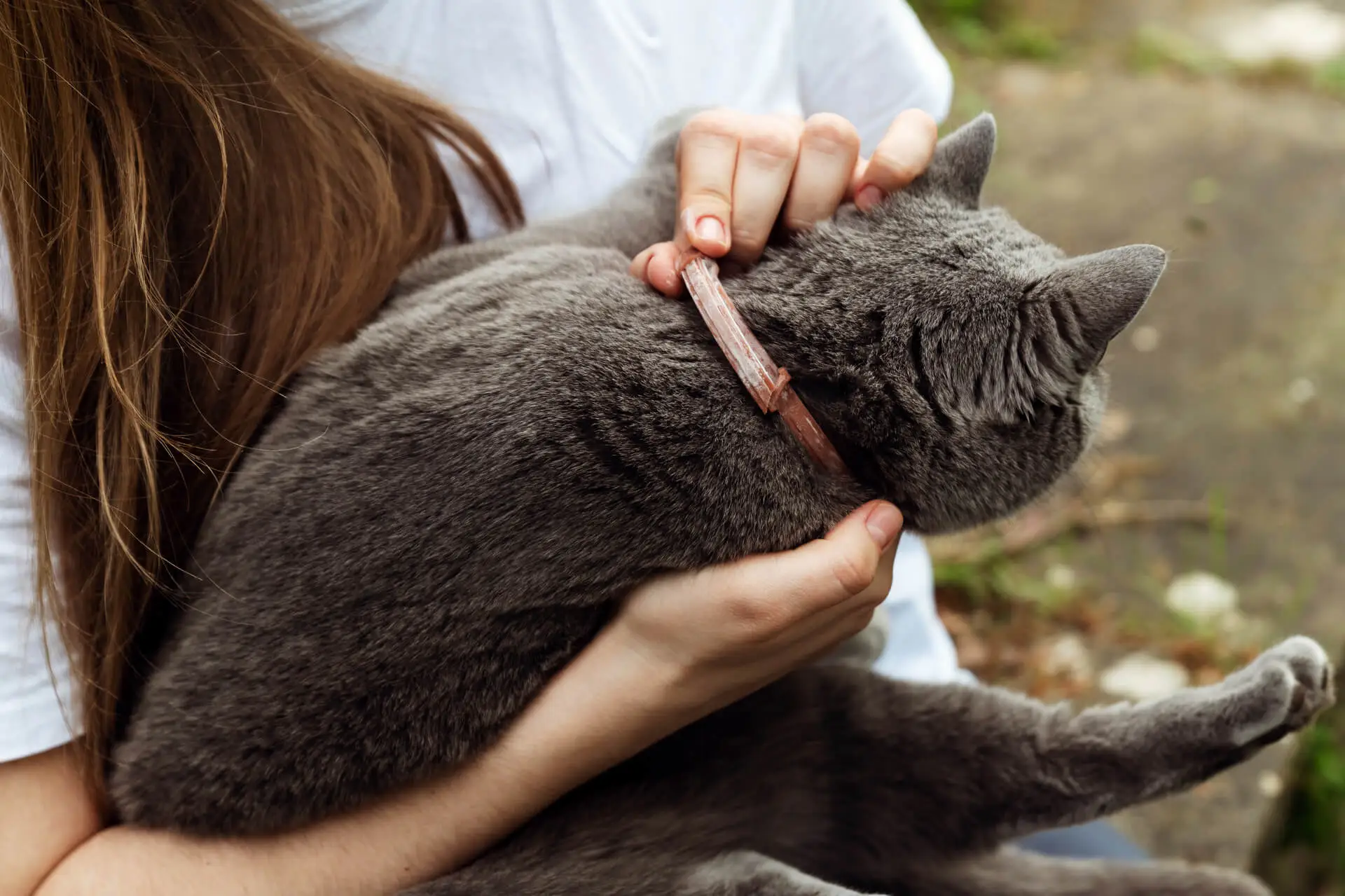 Eine graue Katze sitzt auf dem Arm einer Frau mit weißem Shirt und hat ein Zeckenhalsband ungelegt.