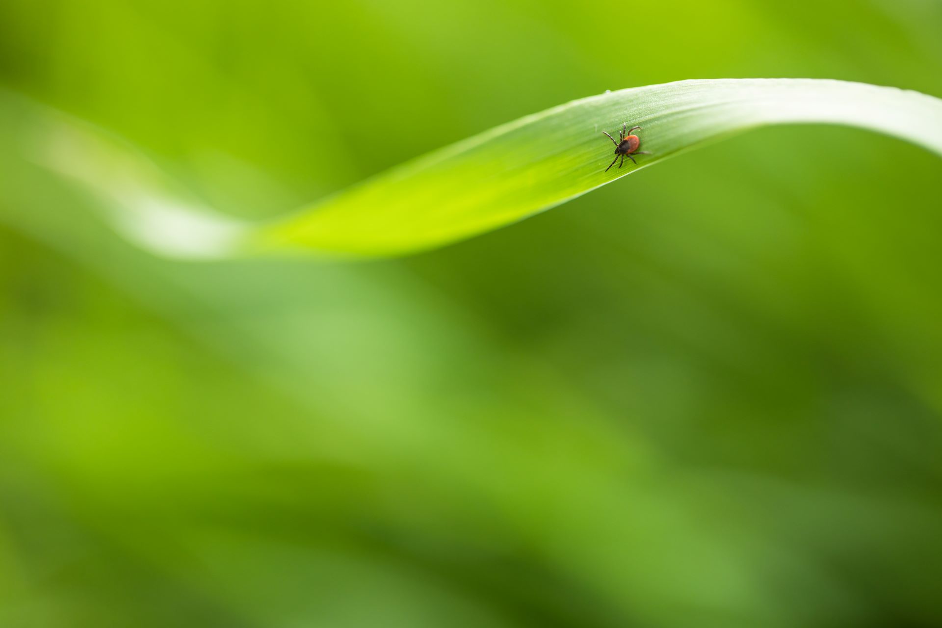 Zeckenschutz Sicher unterwegs im Garten GartenFlora