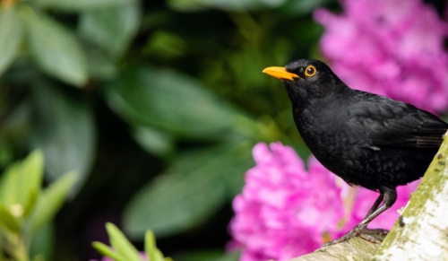 Männliche Amsel, erkennbar am tiefschwarzen Gefieder und dem markanten gelben Ring um das Auge, sitzt auf dem Holzast eines Gartenhauses, im Hintergrund dunkelgrüne Blätter und pinkfarbene Blüten.