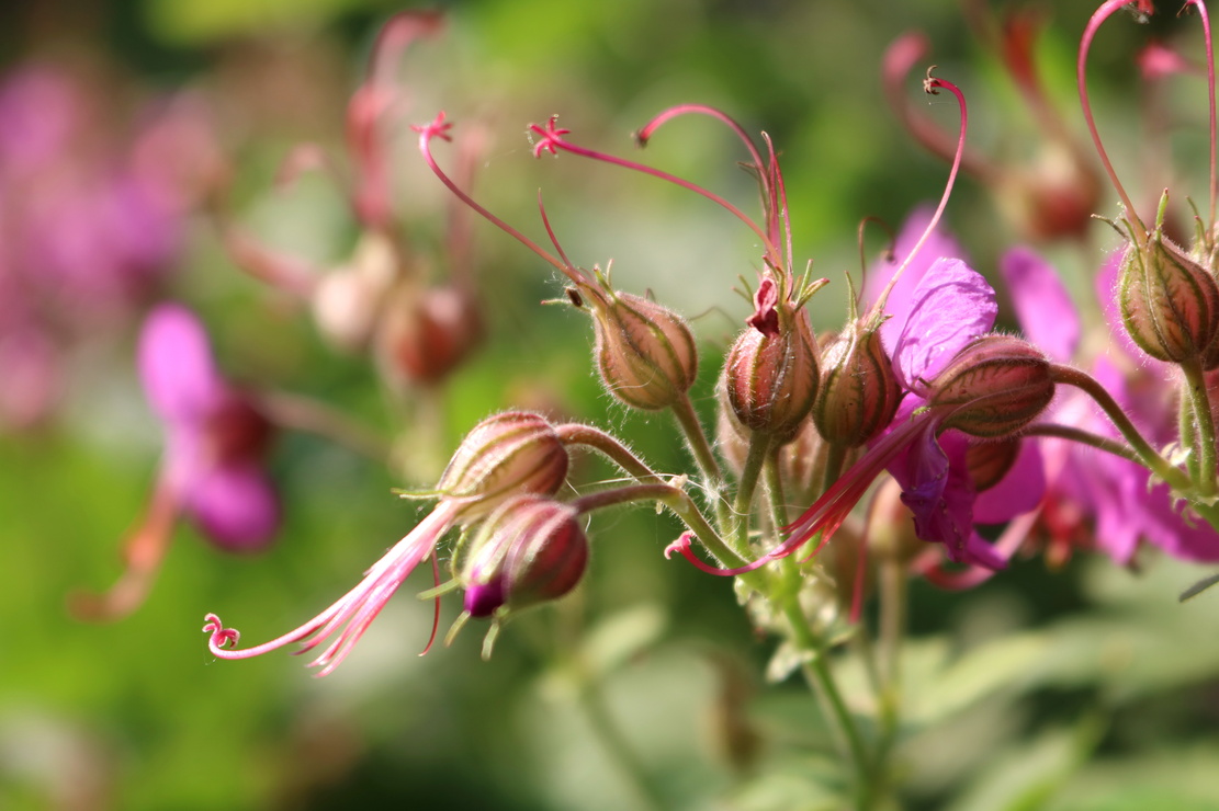 Blüten des Balkan-Storchschnabels in der Nahaufnahme. Foto: AdobeStock_gojalia