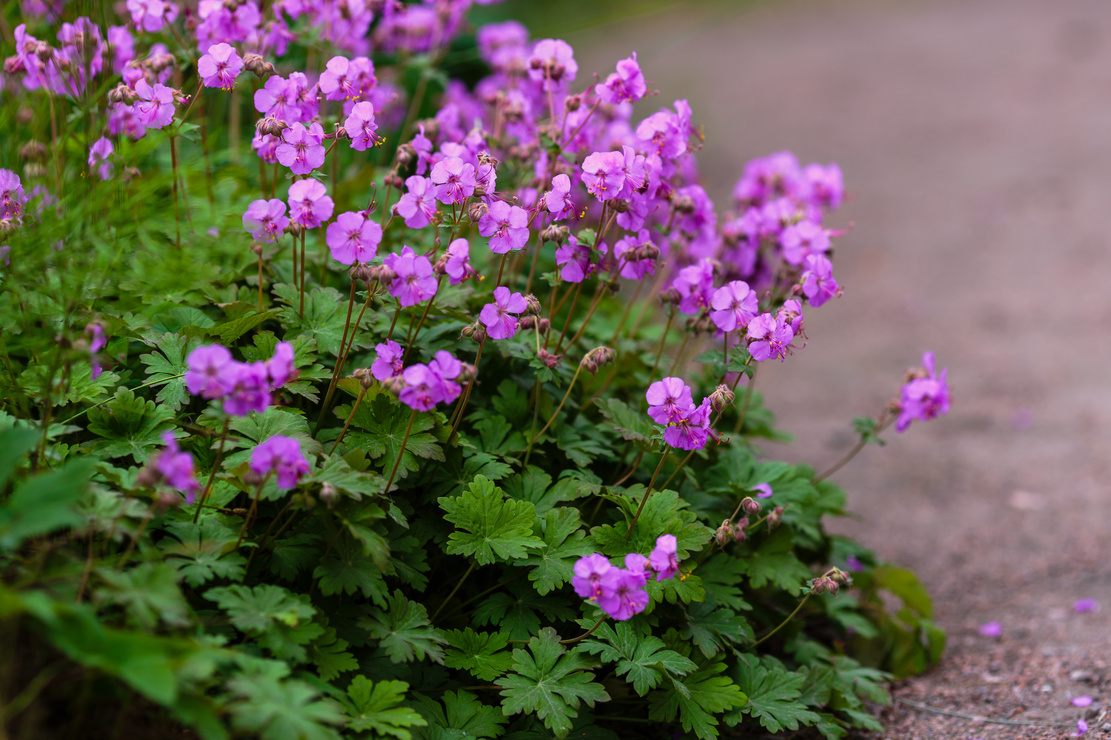 Blühender Balkan-Storchschnabel am Wegesrand. Foto: AdobeStock_Flower_Garden