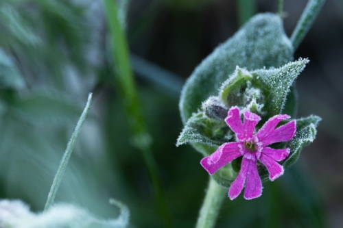 Nahaufnahme der Blüte einer Roten Lichtnelke von Frost überzogen.