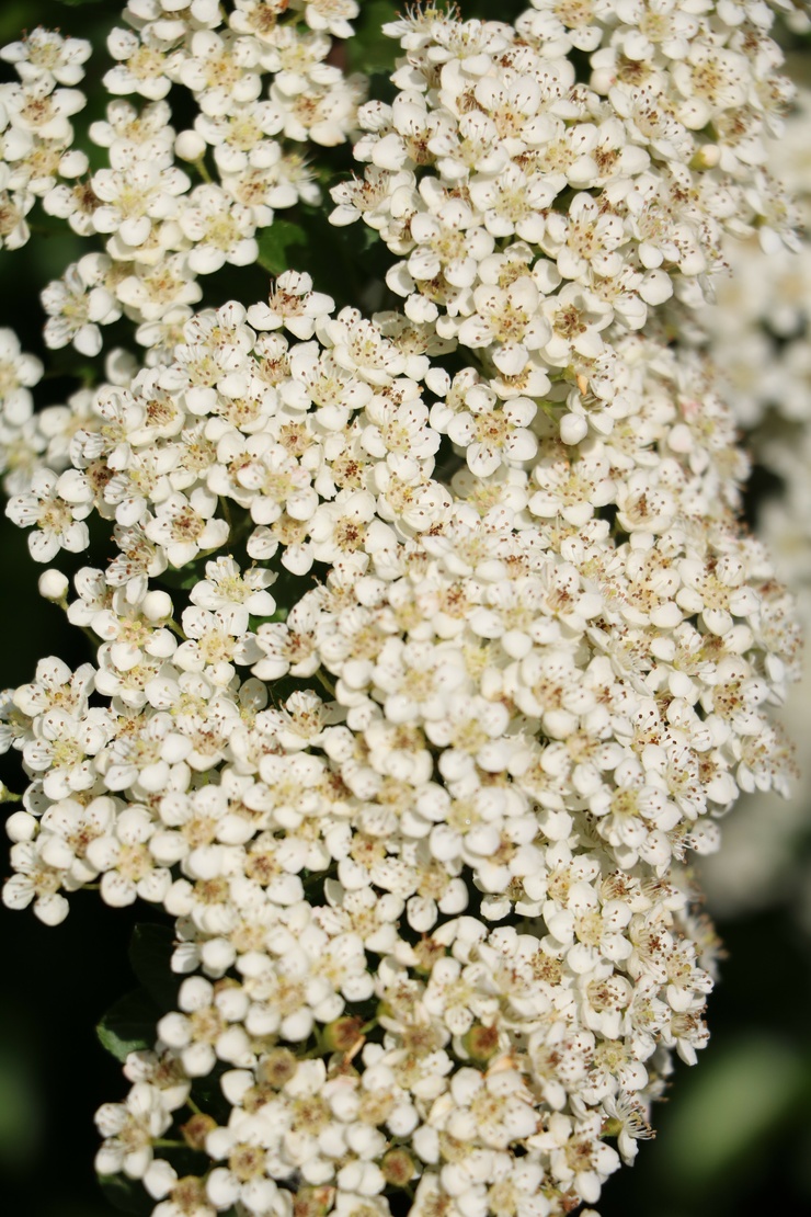 Weiße Blüten des Feuerdorns. Foto: AdobeStock_ClaraNila